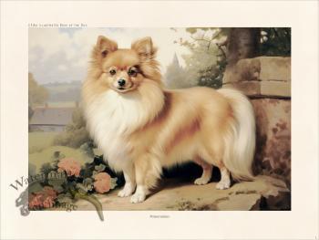 CFA Dog Pomeranian 01